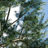 Scots Pine